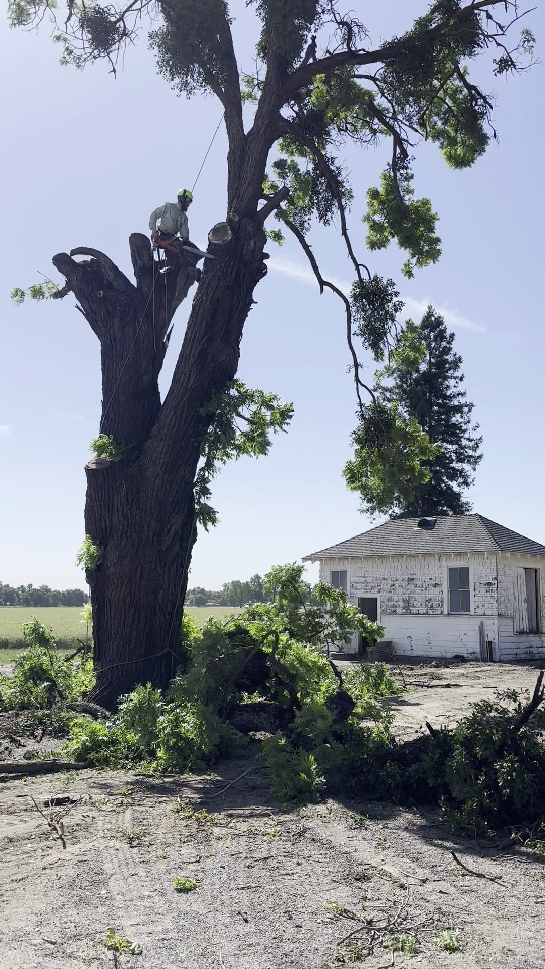 Tree removal in the Sacramento Valley
